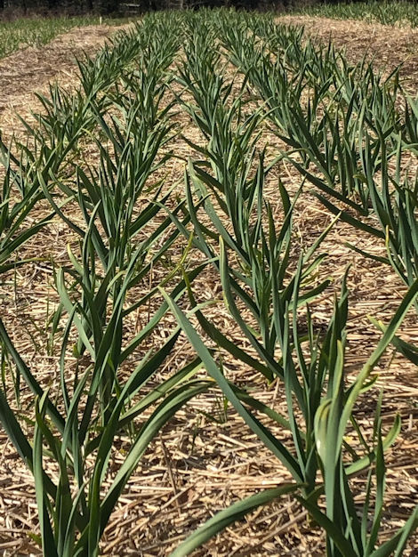 A field of garlic