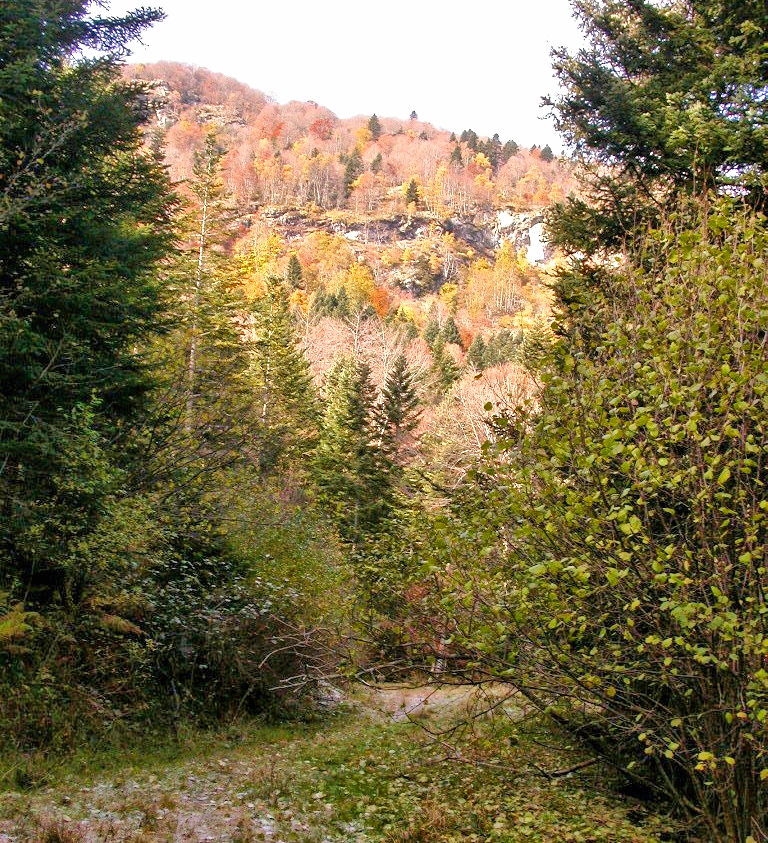 A path up a forested mountain